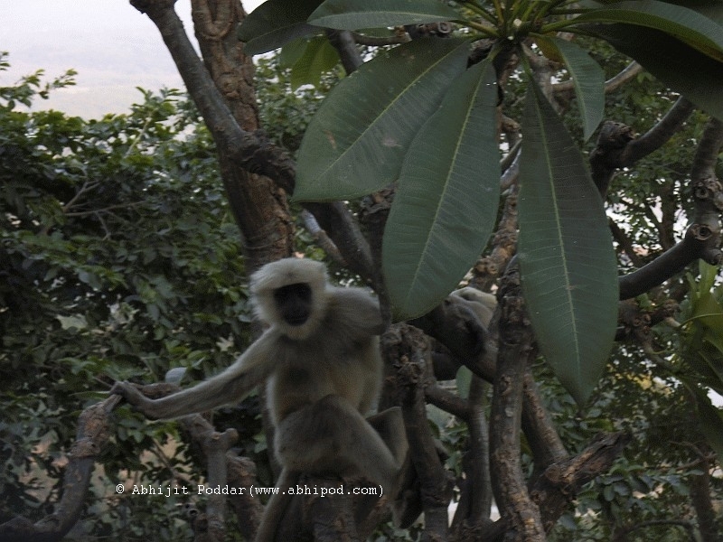 Encounter with monkeys at Ma Mansa temple 